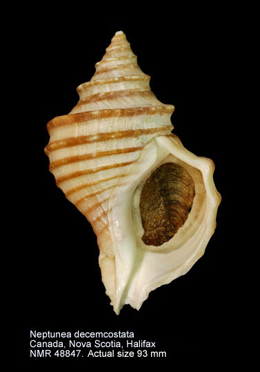 Neptunea decemcostata.jpg - Neptunea decemcostata(Say,1826)